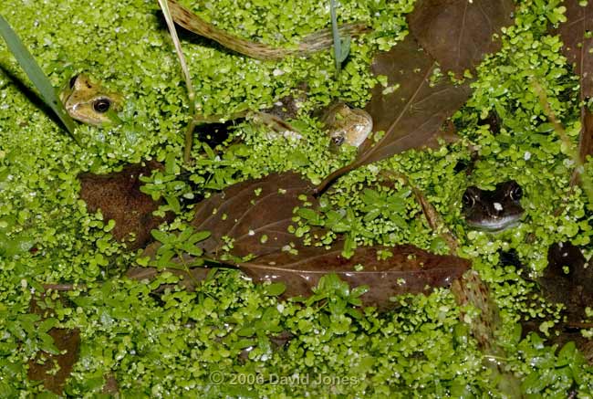 A trio of frogs surounded by duckweed