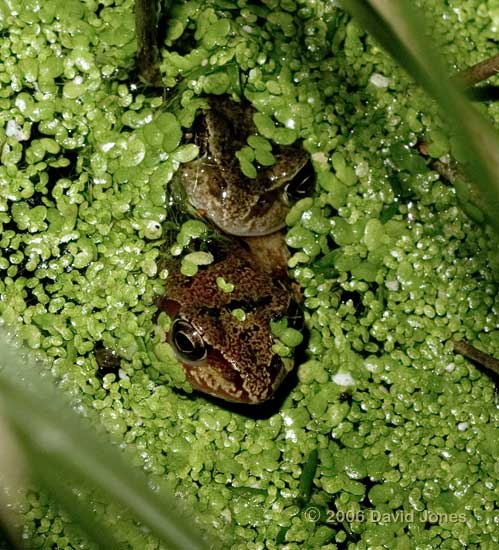 a pair of frogs in duckweed