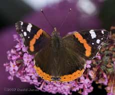 Red Admiral (Vanessa atalanta) on Buddleia