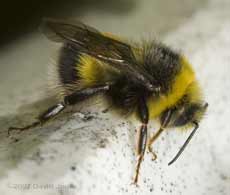 Garden Bumblebee sunbathing on kayak