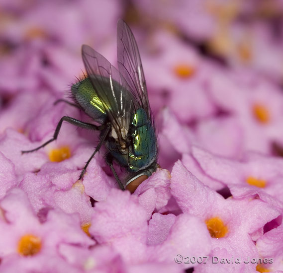 Greenbottle on Buddleia