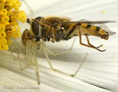 Spider with hoverfly on Cosmos Sonata