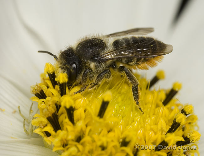 Solitary bee (and spider) on Cosmos Sonata