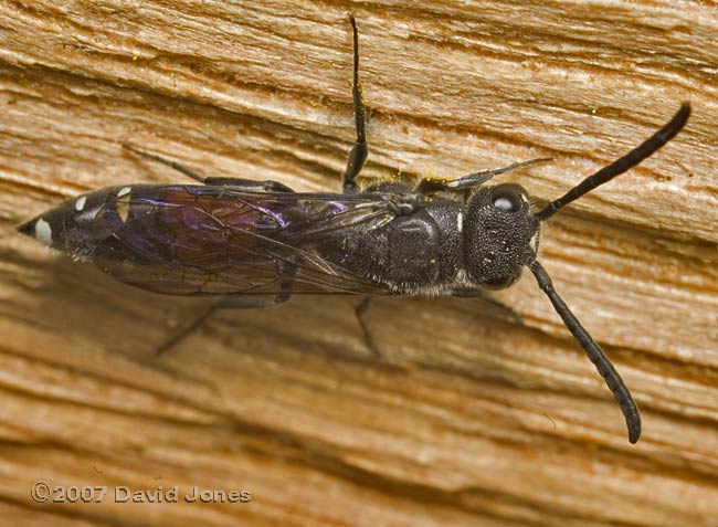 Solitary wasp at bee hotel - 2