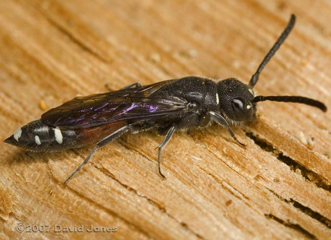 Solitary wasp at bee hotel - 1