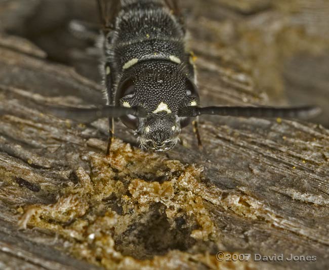 Solitary wasp at bee hotel - view of face