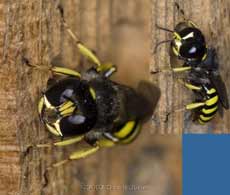 Solitary wasp close-up of face