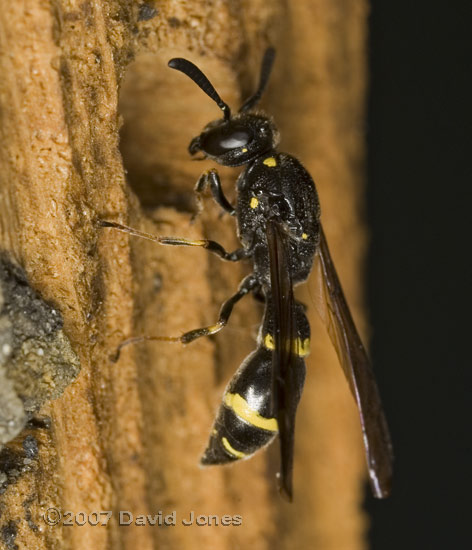 Solitary wasp looks into 3.5mm hole