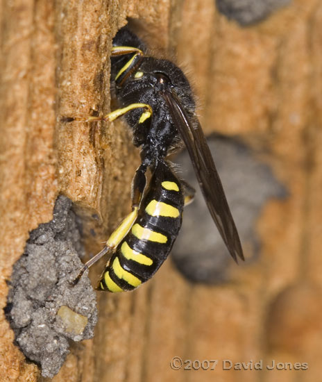 Solitary wasp looks into hole at bee hotel