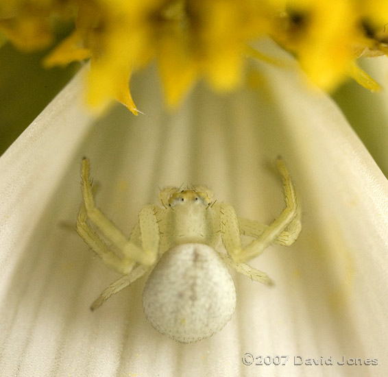 Crab Spider (Misumena vatia) on Cosmos Sonata flower - 1