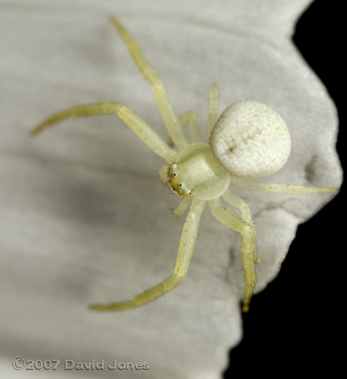Crab Spider (Misumena vatia) on Cosmos Sonata flower - 2