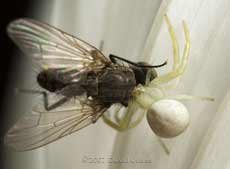 Crab Spider (Misumena vatia) with prey on Cosmos Sonata flower