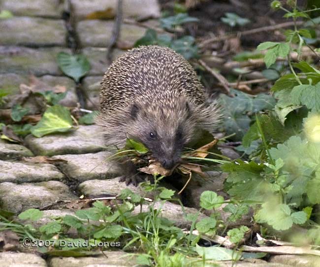 A Hedgehog collects materials for its nest