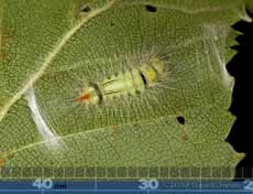 Caterpillar on Birch leaf