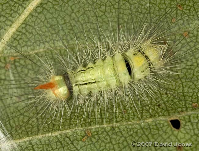 Caterpillar on Birch leaf - dorsal view