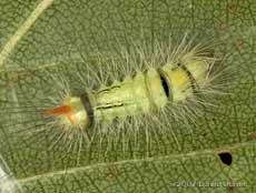 Caterpillar on Birch leaf - close-up