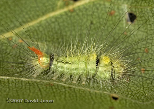 Caterpillar on Birch leaf side (oblique) view