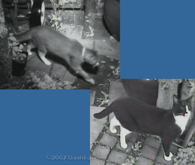 Cats 'captured' by cctv camera