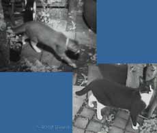 Cats 'captured' by cctv camera