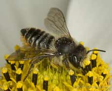 Solitary bee (Leaf-cutter, Megachile sp. ?) feeding and pollinating Cosmos Sonata flower