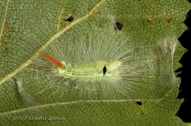 Caterpillar on Birch leaf