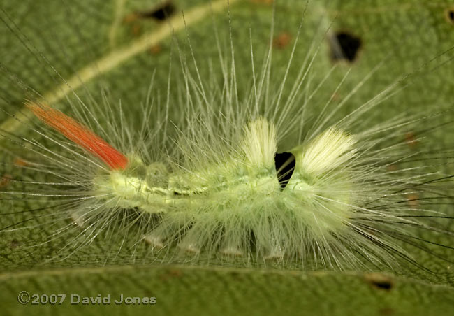 Caterpillar on Birch leaf - close-up 0n 6 July