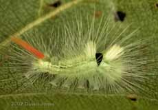 Caterpillar on Birch leaf - close-up