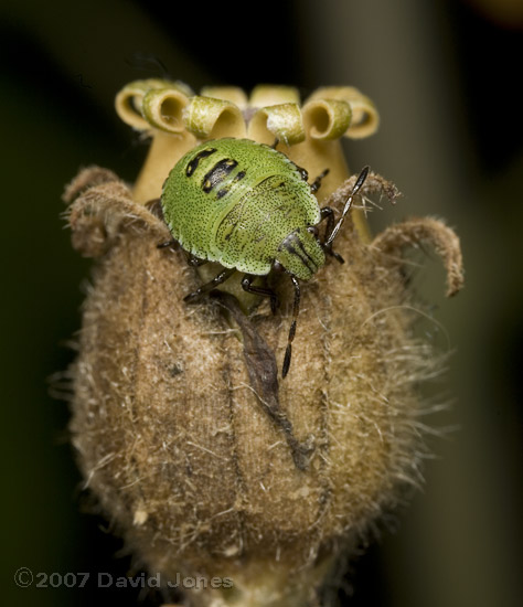 Shieldbug nymph on Red Campion seed head