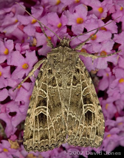 Gothic moth (Naemia typica) on Buddleia