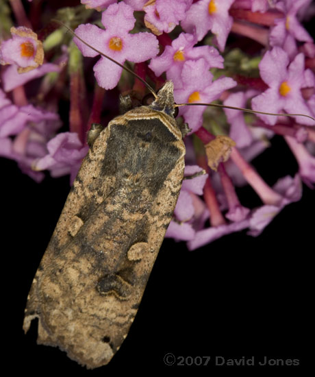 Large Yellow Underwing (Noctua pronuba)?  on Buddleia