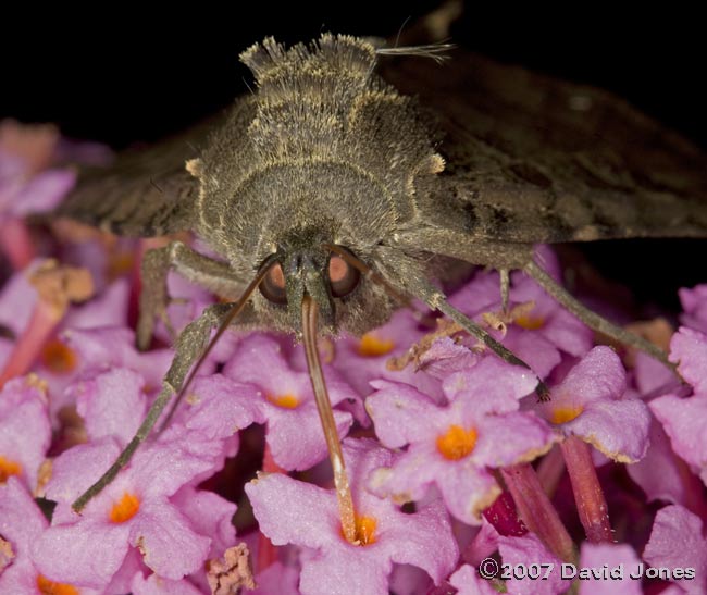 Old Lady Moth (Mormo maura) on Buddleia - close-up