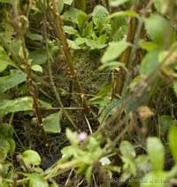 Moss dome of Carder Bee nest