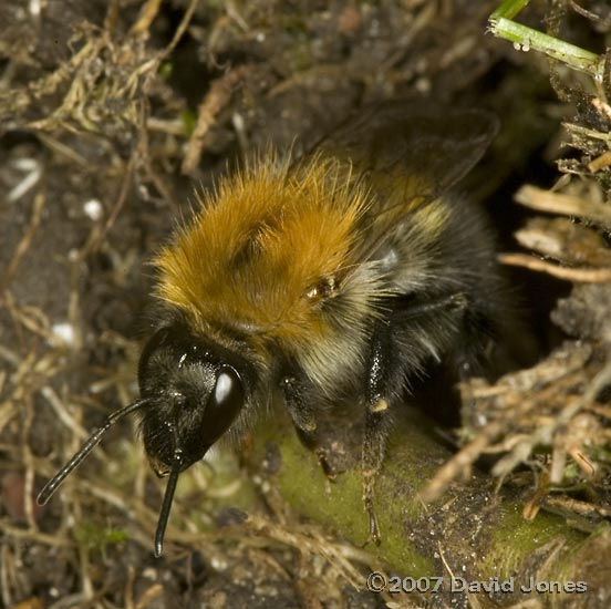 Common Carder Bee (Bombus pascuorum) leaving nest - 2