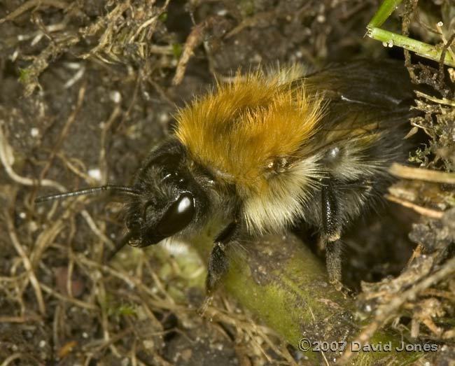 Common Carder Bee (Bombus pascuorum) leaving nest - 1