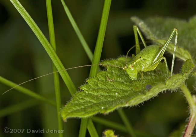 Speckled Bush Cricket nymph (Leptophyes punctatissima)