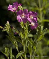 Great Willowherb (Epilobium hirsutum) - close-up of flowers