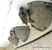 House Sparrows inspect the nests