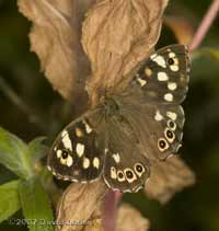 Speckled Wood Butterfly on Great Willowherb stem