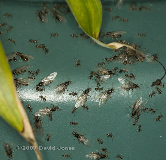Ants and Winged queen ants on Composter