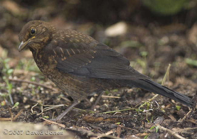 A juvenile Blackbird visits us