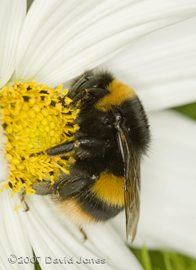 A very large queen Buff-tailed bumblebee on a Cosmos flower
