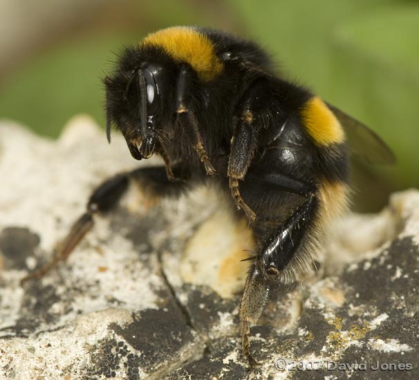 A very large queen Buff-tailed bumblebee in a defensive posture