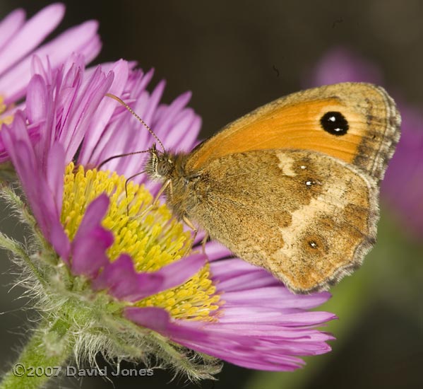 A Gatekeeper butterfly on Osteospermum flower