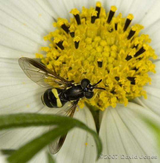 Hoverfly (Dasysyrphus sp. ?) on Cosmos bloom - 1