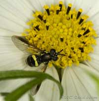 Hoverfly (Dasysyrphus sp. ?) on Cosmos bloom