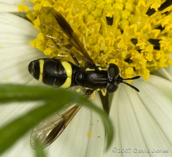 Hoverfly (Dasysyrphus sp. ?) on Cosmos bloom - 2