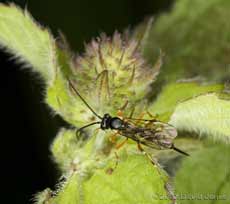 Ichneumon fly hunting on mint plant