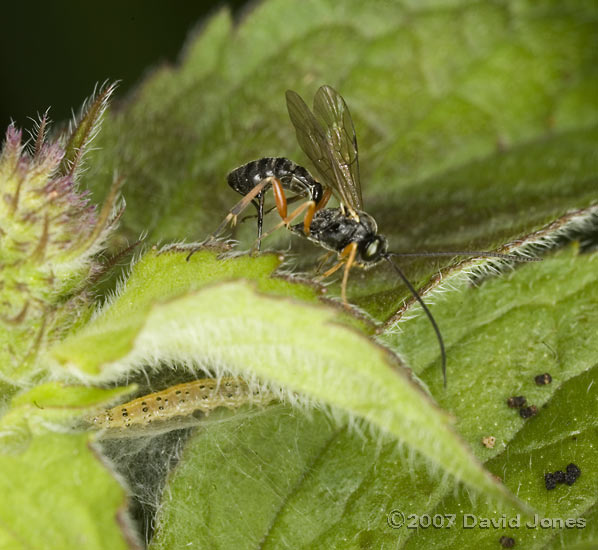 Ichneumon fly and caterpillar on mint plant