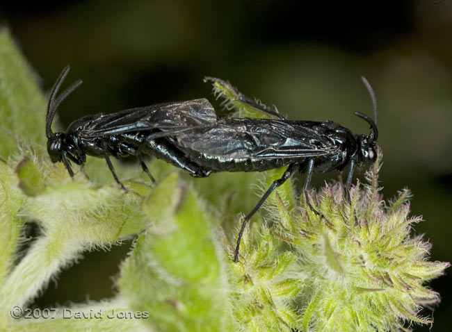Sawflies (Rhadinocerea micans) mating on mint plant