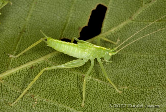 Oak Bush Cricket male - late instar